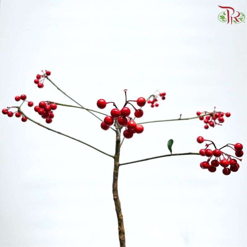 Ardisia Crenata