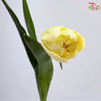 Tulip