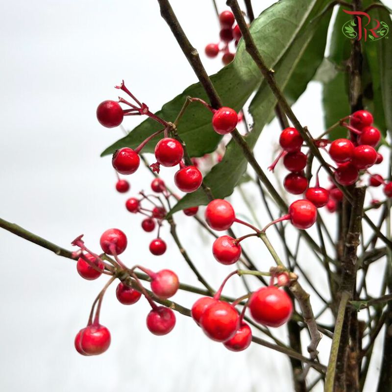 Ardisia Crenata