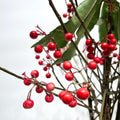 Ardisia Crenata