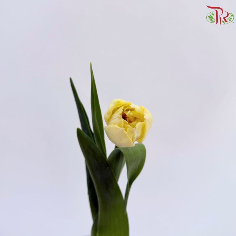 Tulip