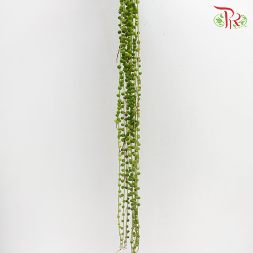 String Of Pearls - (10 Stems) - Pudu Ria Florist