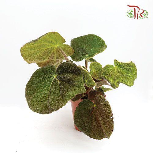 Begonia Masoniana Jungle《森林铁甲秋海棠》 - Pudu Ria Florist