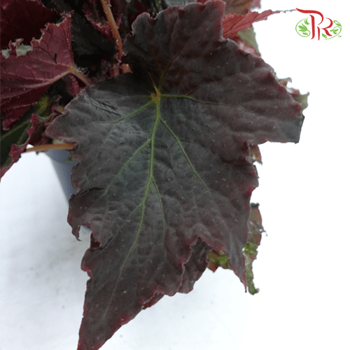 Begonia Royal Velour 《丝绒秋海棠》 - Pudu Ria Florist