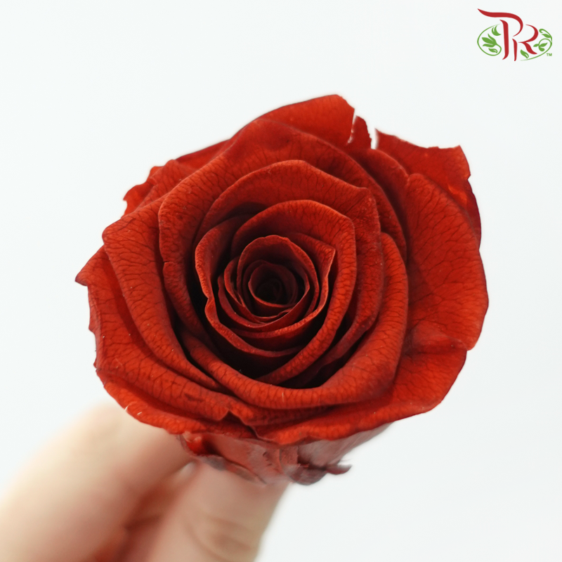 8 Blooms Preserved Rose