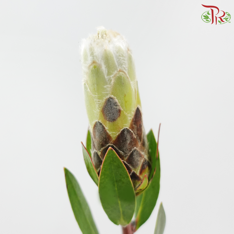 Protea Ivy White
