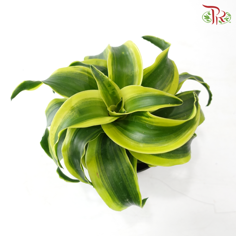 Dracaena  Fragrance《铁树 巴西木》(Random Choose Plant)