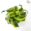 Dracaena  Fragrance《铁树 巴西木》(Random Choose Plant)