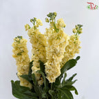 Matthiola