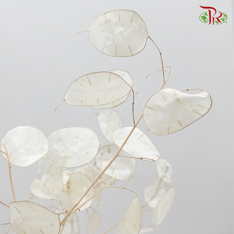 Dry Lunaria Natural/Bleached - (Per Bunch) - Pudu Ria Florist