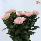 Anastasia / Net Mum Chrysanthemum