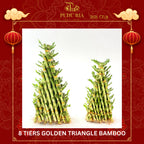 8 Golden Triangle Bamboo (30cm/ 40cm) 金八层