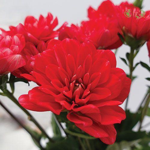 Dahlia - Red (Per Bunch) - Pudu Ria Florist