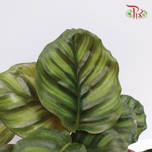 Calathea Fasciata《博露西亚竹芋》 - Pudu Ria Florist