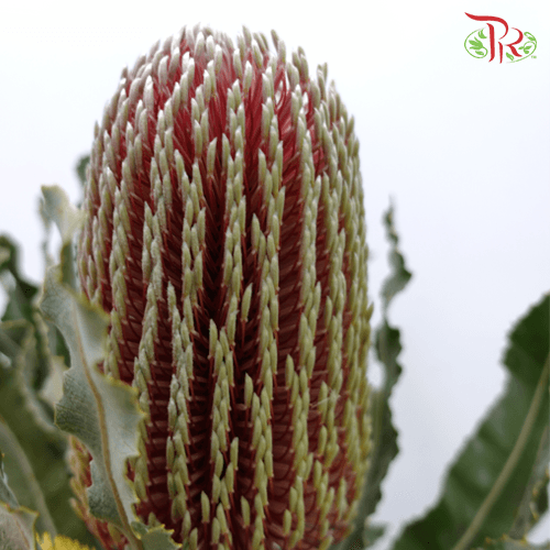 Banksia Prionotes / Menziesii 2 - (2 Stems) - Pudu Ria Florist
