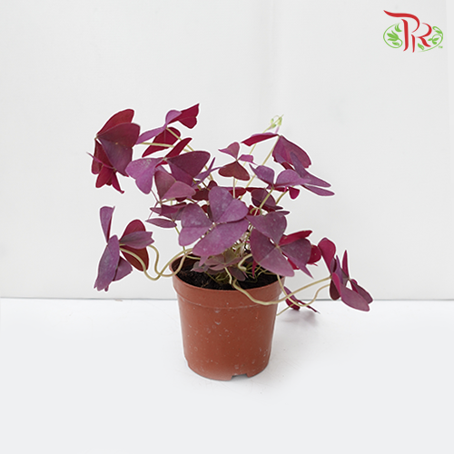 Oxalis Triangularis《三角紫叶酢漿草》20cm - Pudu Ria Florist