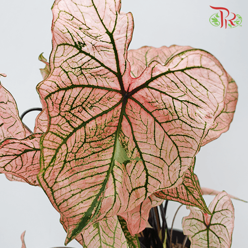 Caladium Spring Fling《五彩芋》 - Pudu Ria Florist