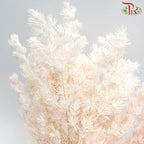 Preservative Asparagus Leaf - Blush - Pudu Ria Florist