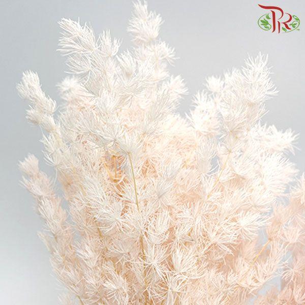 Preservative Asparagus Leaf - Blush - Pudu Ria Florist