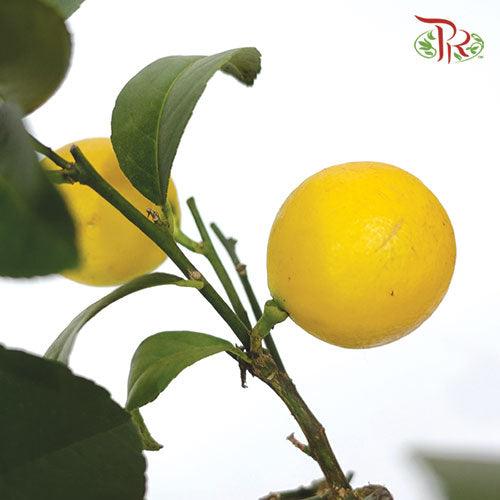 Citrofortunella Meyeri Meyer《香柠檬》 - Pudu Ria Florist