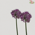 Allium Giganteum / Ambassador
