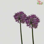 Allium Giganteum / Ambassador