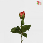 Rose - Americano (10 Stems) - Pudu Ria Florist