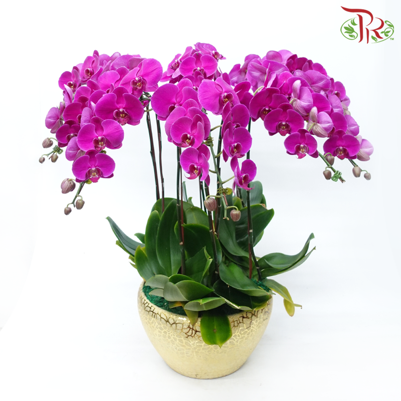 8in1 Premium Orchids Arrangement in Gold Pot (Random Choose Orchid Colour & Design)-Pudu Ria Florist-prflorist.com.my