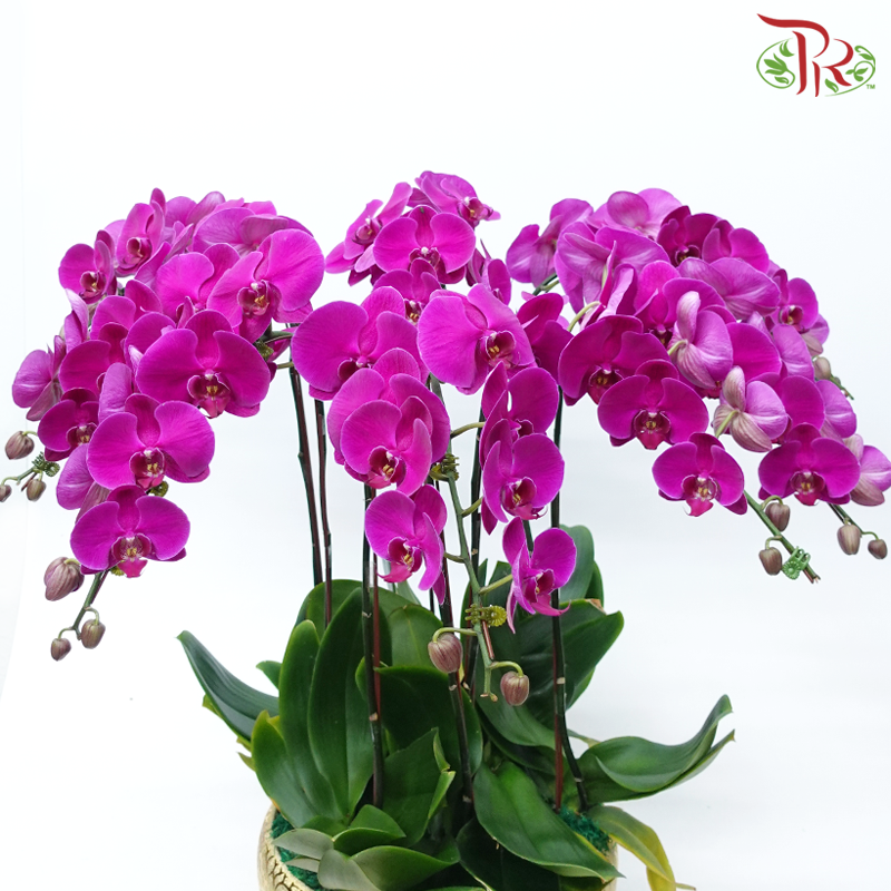 8in1 Premium Orchids Arrangement in Gold Pot (Random Choose Orchid Colour & Design)-Pudu Ria Florist-prflorist.com.my