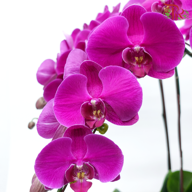 8in1 Premium Orchids Arrangement in Gold Pot (Random Choose Orchid Colour & Design)-Pudu Ria Florist-prflorist.com.my