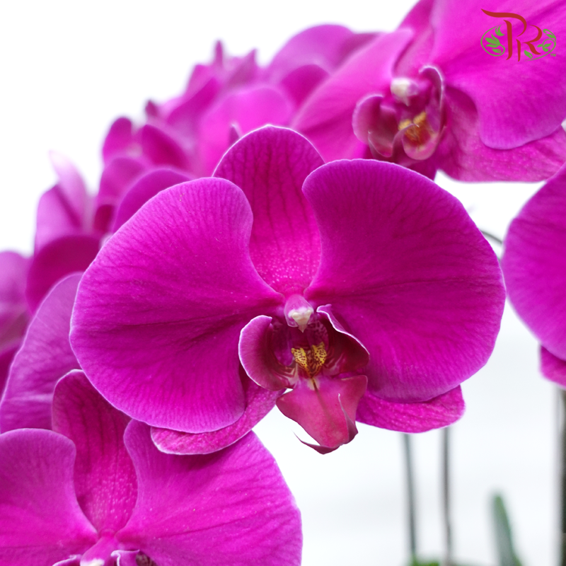8in1 Premium Orchids Arrangement in Gold Pot (Random Choose Orchid Colour & Design)-Pudu Ria Florist-prflorist.com.my
