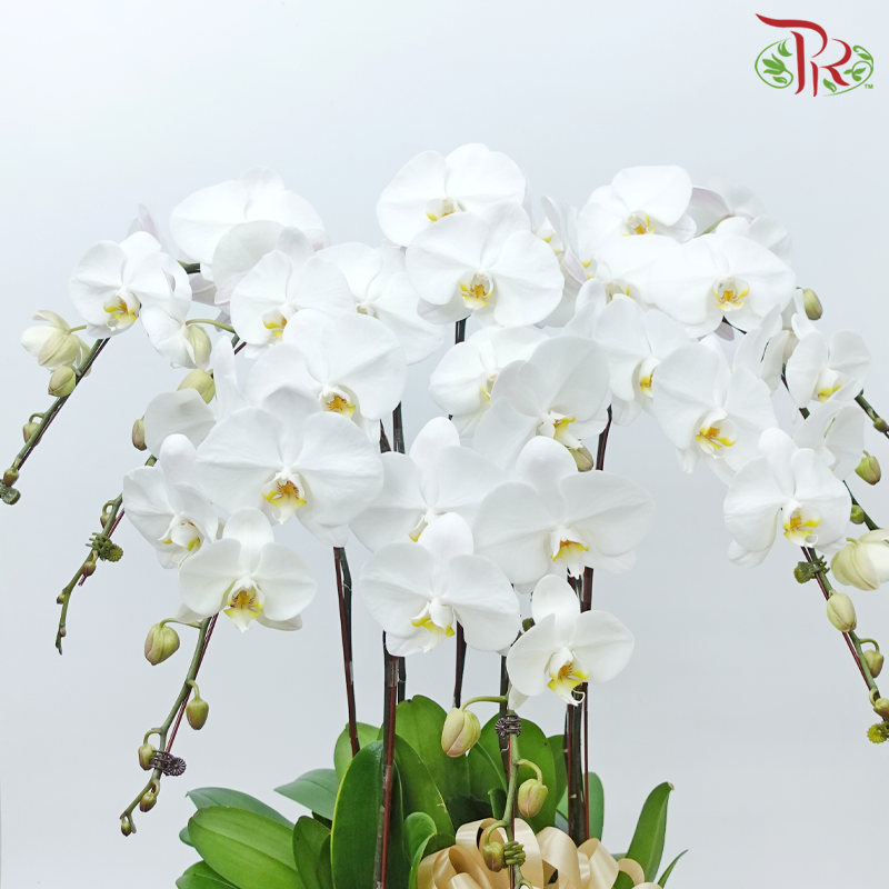 8in1 Premium Orchids Arrangement in Tall Pot XY-A12 Beige (With Decor Options) (Random Choose Orchid Colour & Design)-Pudu Ria Florist-prflorist.com.my