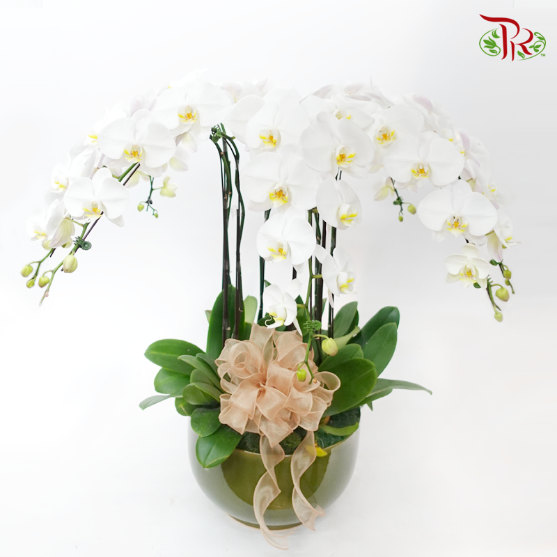 8in1 Premium Orchids Arrangement (Random Choose Orchid Colour & Design)-Pudu Ria Florist-prflorist.com.my