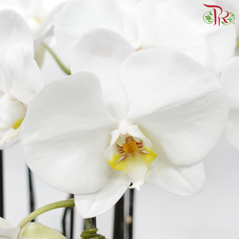 8in1 Premium Orchids Arrangement (Random Choose Orchid Colour & Design)-Pudu Ria Florist-prflorist.com.my