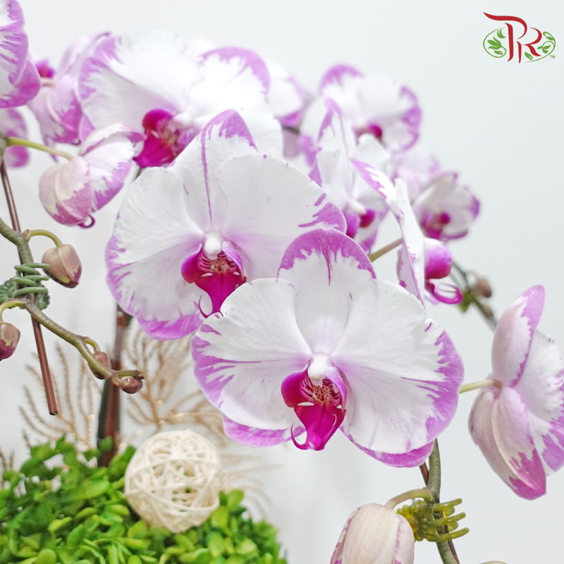 Blooming Haven (Random Choose Design & Orchid Color)