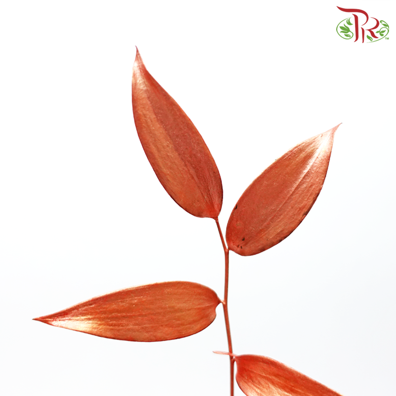 Italy Ruscus Dyed Metal Preservatives - Bronze (Per Bunch) - Pudu Ria Florist