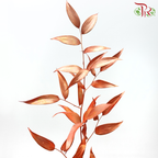 Italy Ruscus Dyed Metal Preservatives - Bronze (Per Bunch) - Pudu Ria Florist