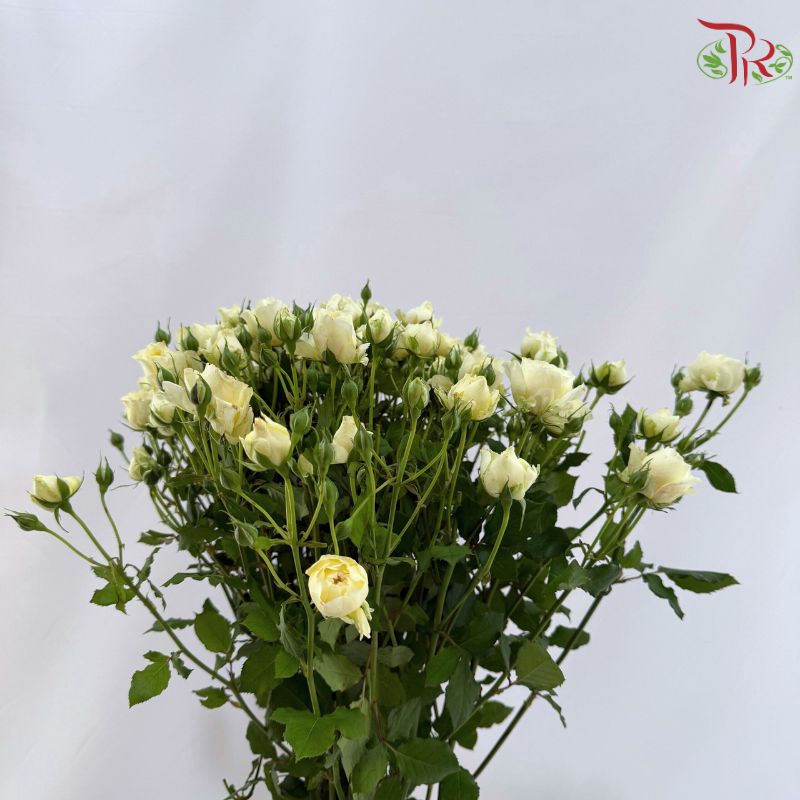 Rose Spray Butterfly 《蝴蝶多头玫瑰》