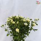 Rose Spray 《多头玫瑰》