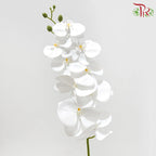 90cm Artificial Butterfly Orchid - White (Per Stem)