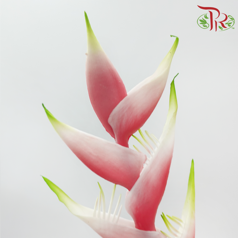 Artificial Heliconia Spray - 2 Stems