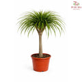 Dracaena Draco Multi Stem 120cm《龙血树》H08