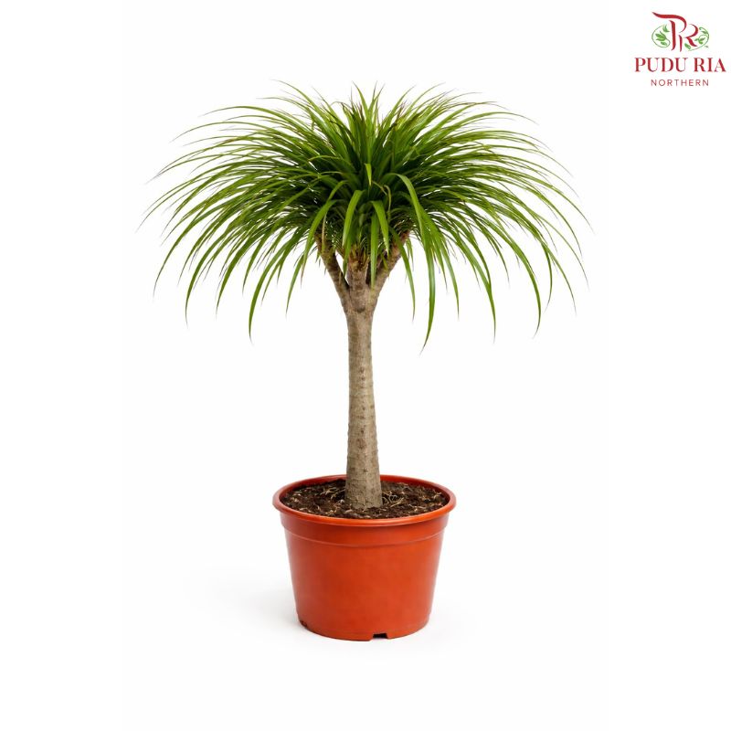 Dracaena Draco Multi Stem 120cm《龙血树》H08