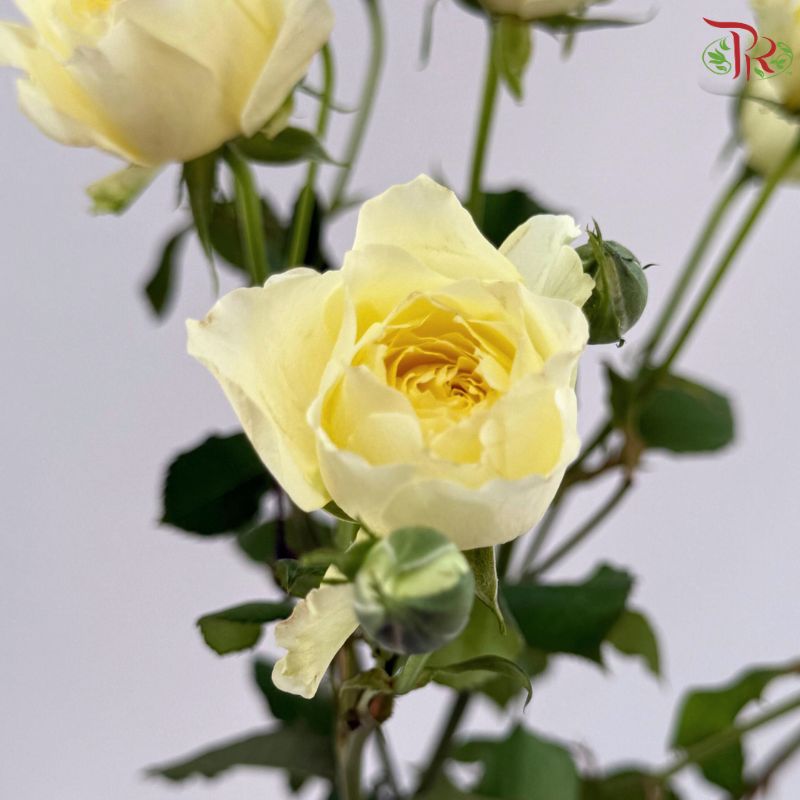 Rose Spray Butterfly 《蝴蝶多头玫瑰》