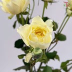 Rose Spray 《多头玫瑰》