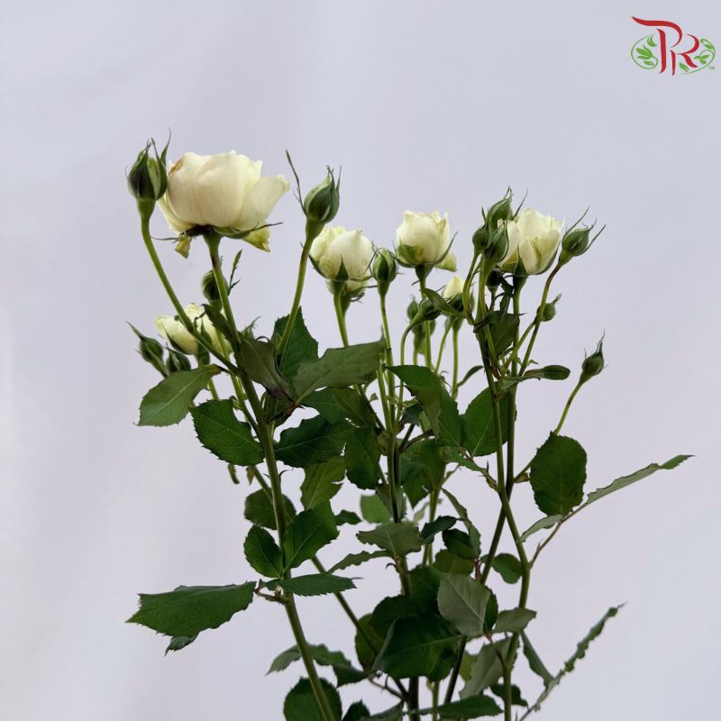 Rose Spray Butterfly 《蝴蝶多头玫瑰》