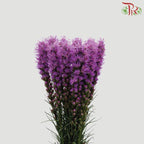 Liatris (100-120 cm) - (10 Stems) - Pudu Ria Florist