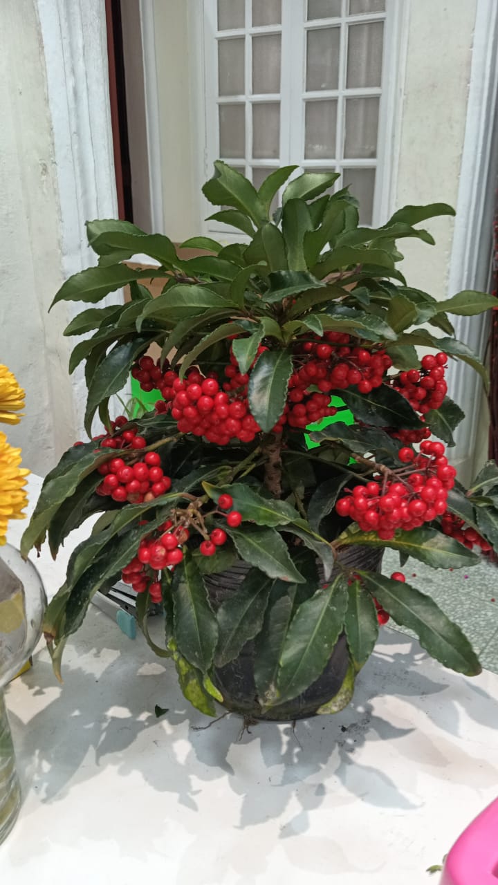 CP2604 PROSPERITY ARDISIA (POLYBAG) 烟花富贵籽