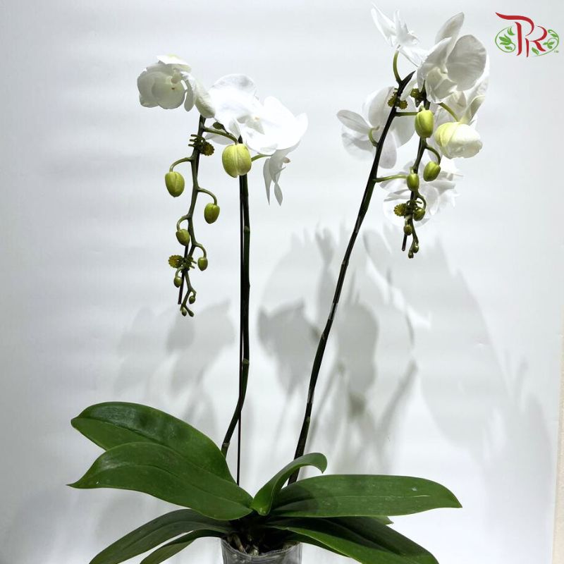 Phalaenopsis Orchid  (Double Stems)  *With No Vase