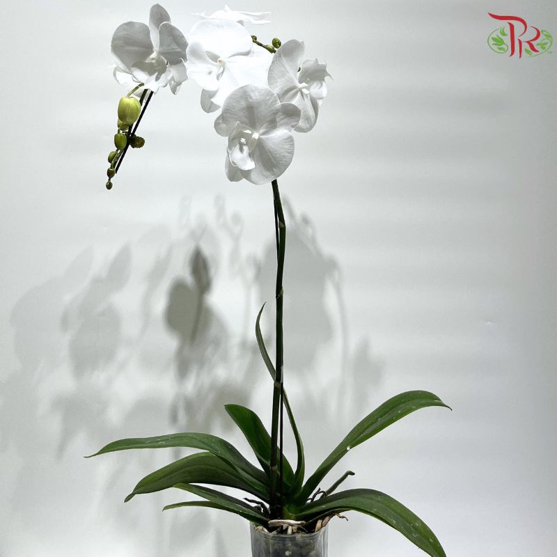 Big Single Stem Phalaenopsis Orchid